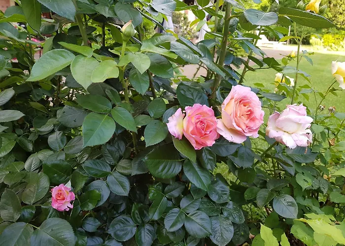 La Delle Rose * Карпи